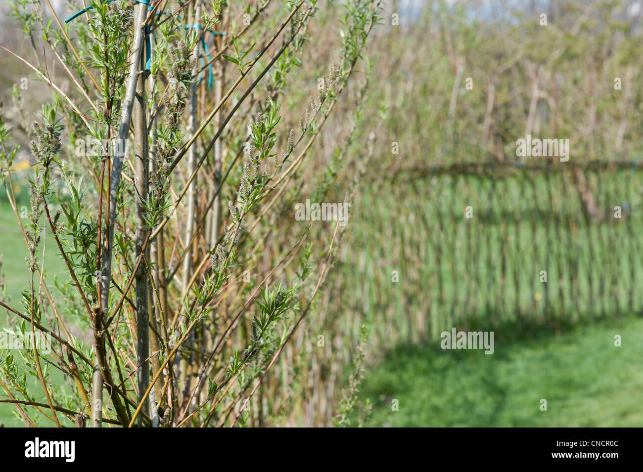 Vivere willow recinto a Ryton Organic Garden center, Warwickshire, Inghilterra Foto Stock