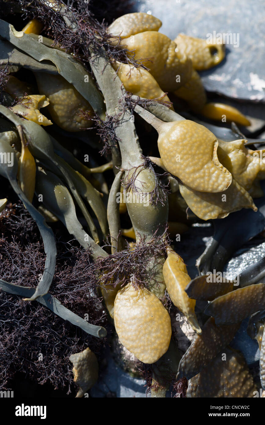 Close up di uovo wrack alghe che dettaglia le camere d'aria Foto Stock