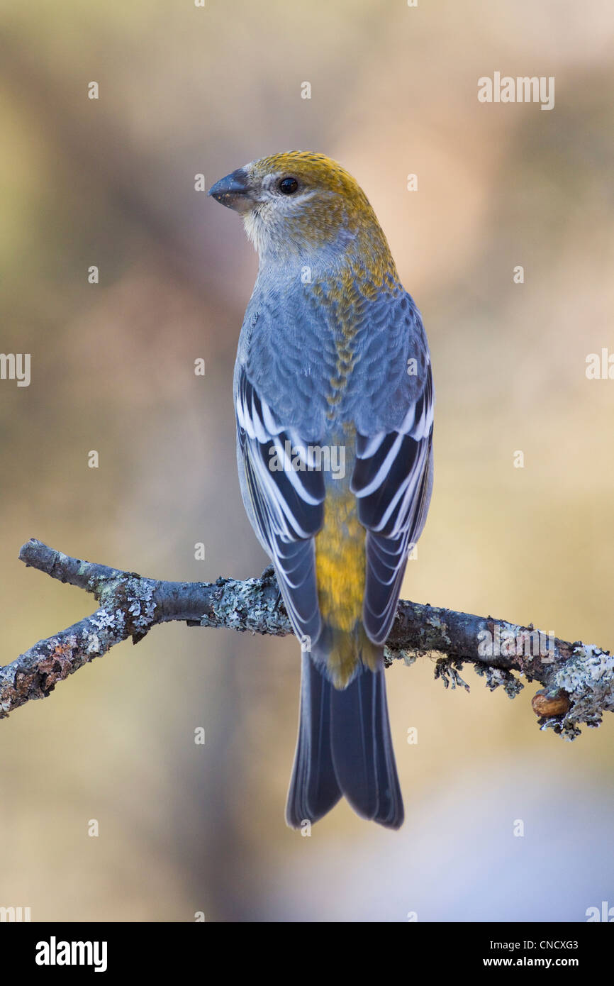 Pino femmina Grosbeak arroccato su un lichene ramo coperti, Anchorage, Chugach Mountains, centromeridionale Alaska, inverno Foto Stock
