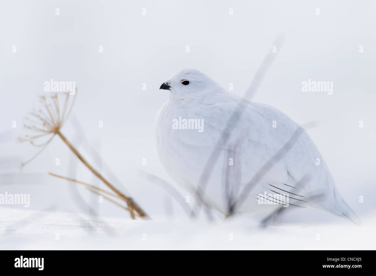 Willow Ptarmigan in bianco inverno piumaggio seduti dietro rami spogli su snowpack, Chugach Mountains, Alaska, inverno Foto Stock