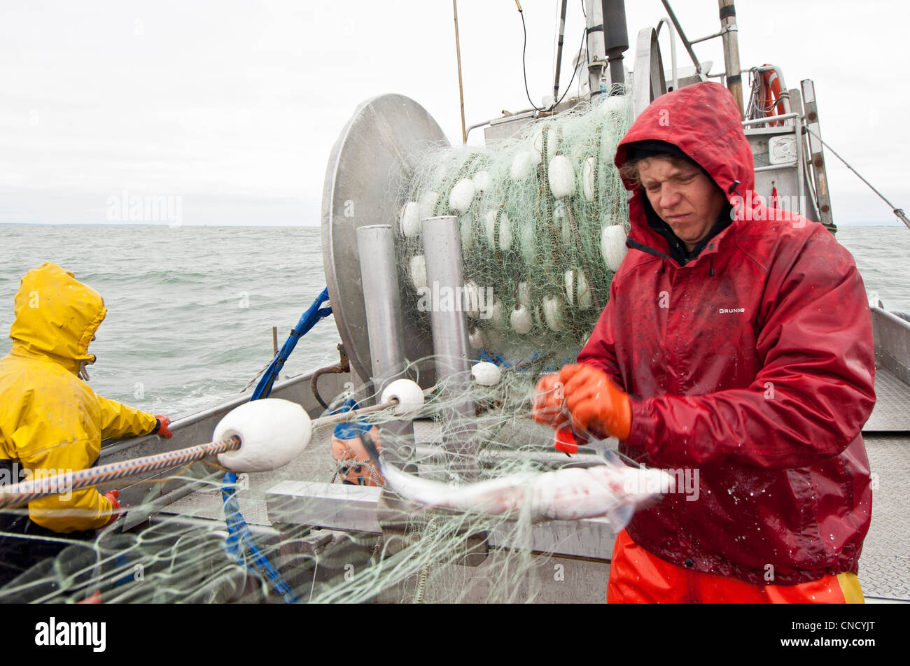 Un membro dell'equipaggio su una deriva net barca raccoglie il Salmone Sockeye da reti da imbrocco in Ugashik Bay, est della baia di Bristol regione, Alaska Foto Stock