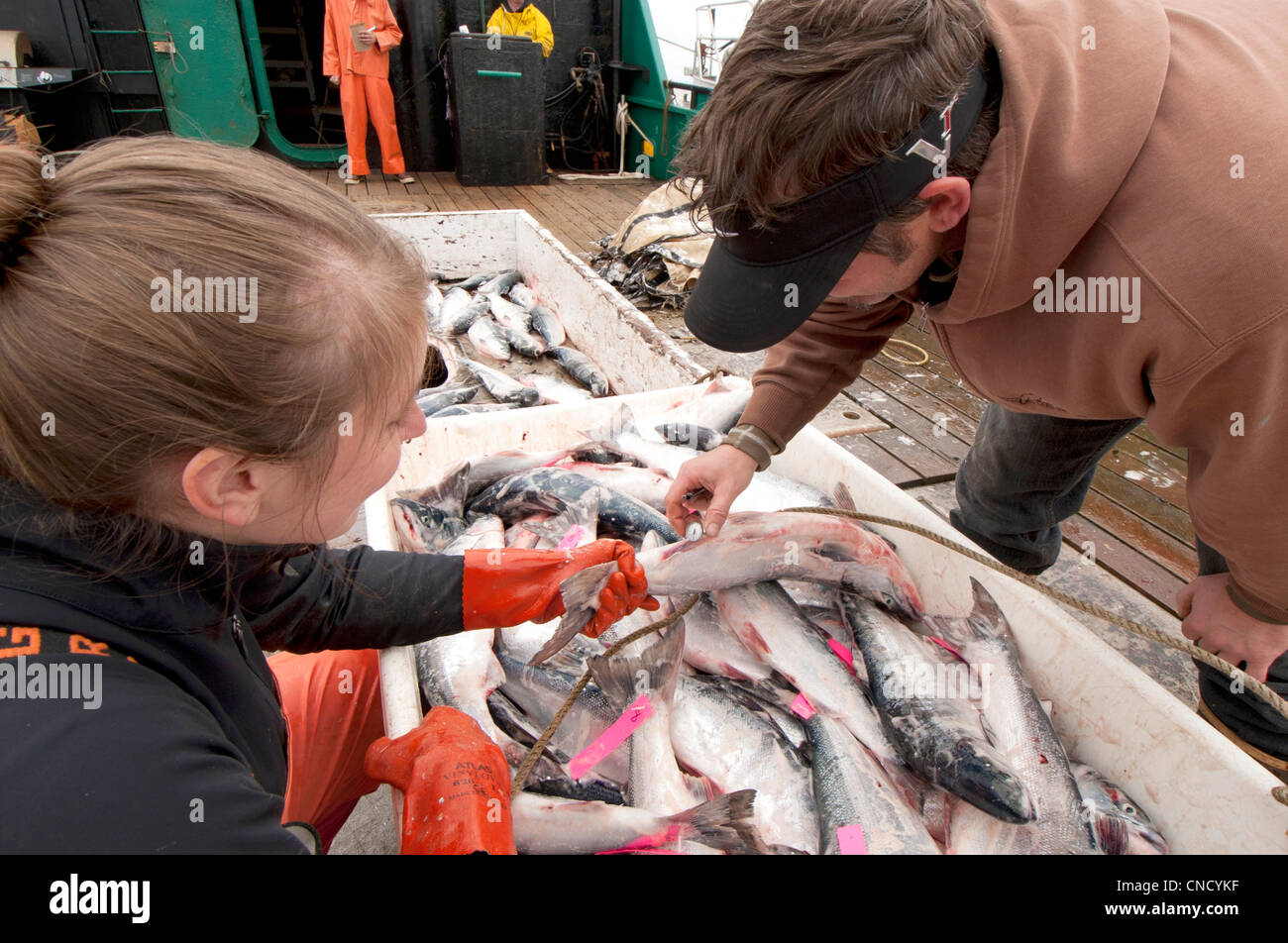 Ocean Beauty Seafoods conduce un controllo di qualità di salmone rosso a bordo di una gara in Ugashik Bay, Bristol Bay, Alaska Foto Stock