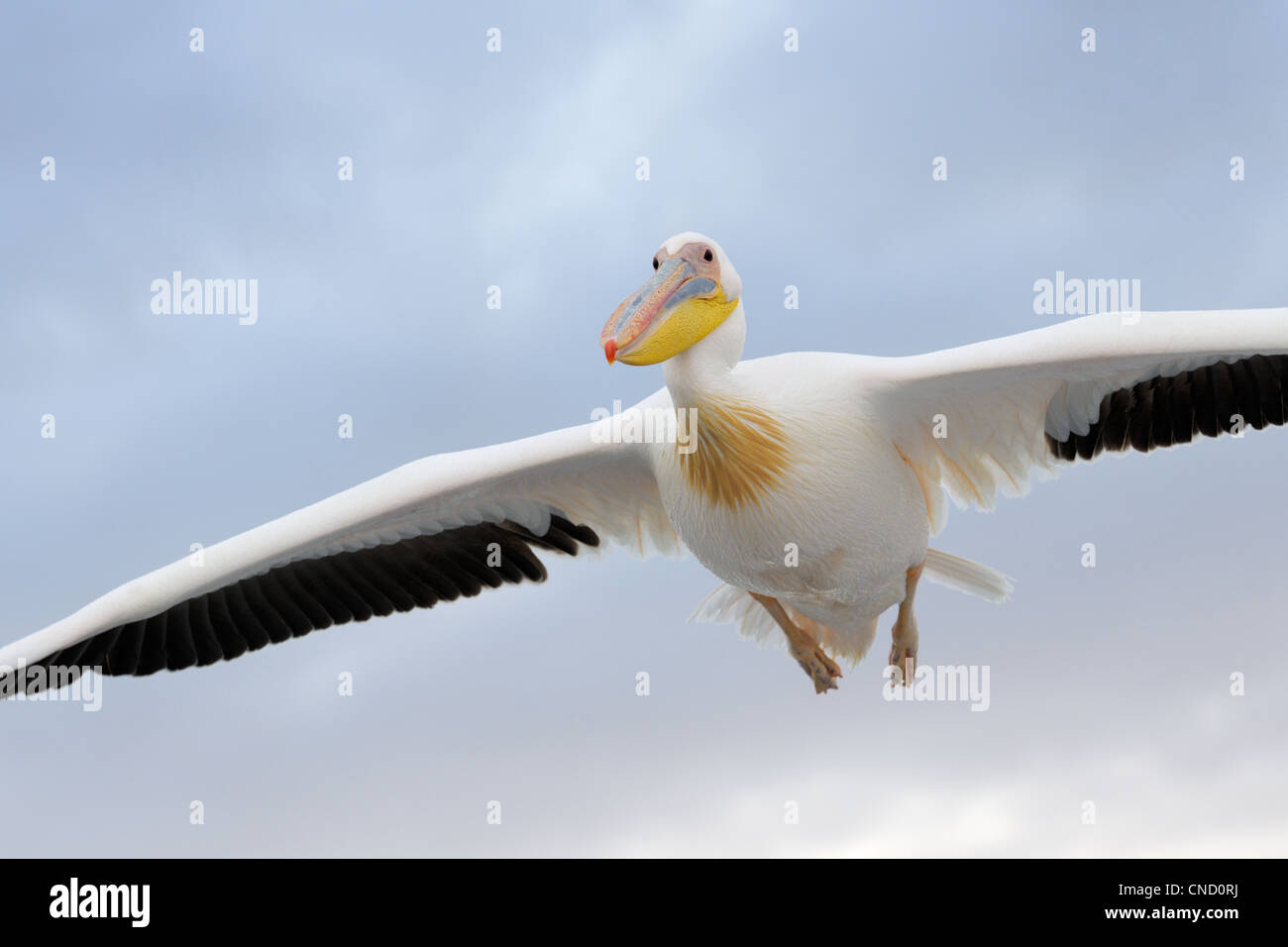 Great White Pelican battenti Foto Stock