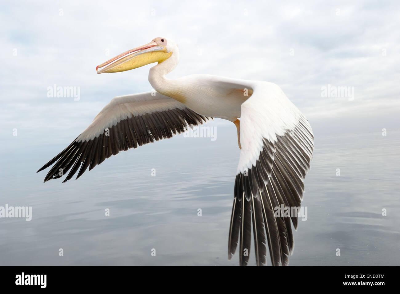Great White Pelican battenti Foto Stock