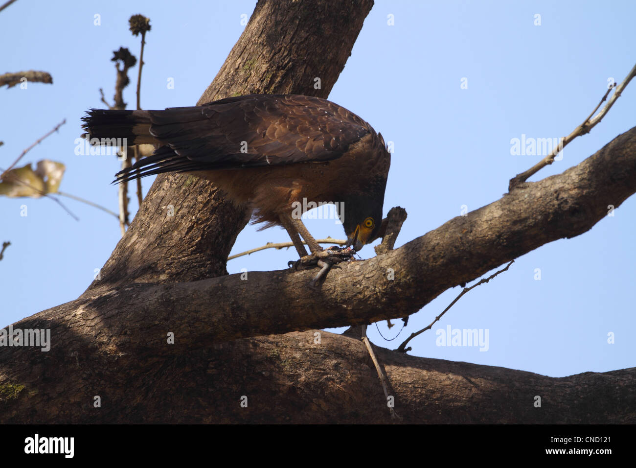 Crested Eagle serpente con moria di pesci Foto Stock