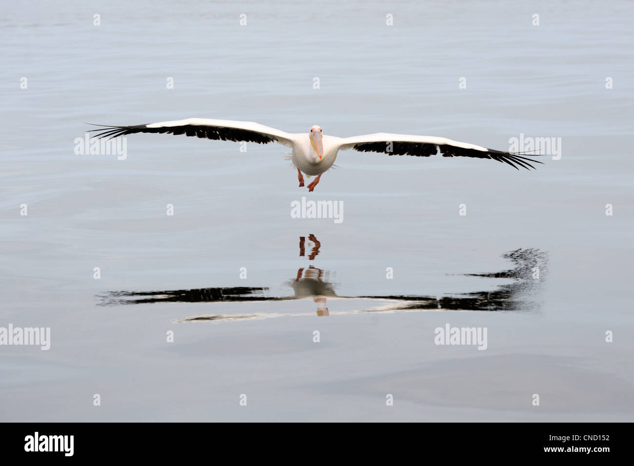 Great White Pelican volare sull'acqua con la riflessione. Foto Stock