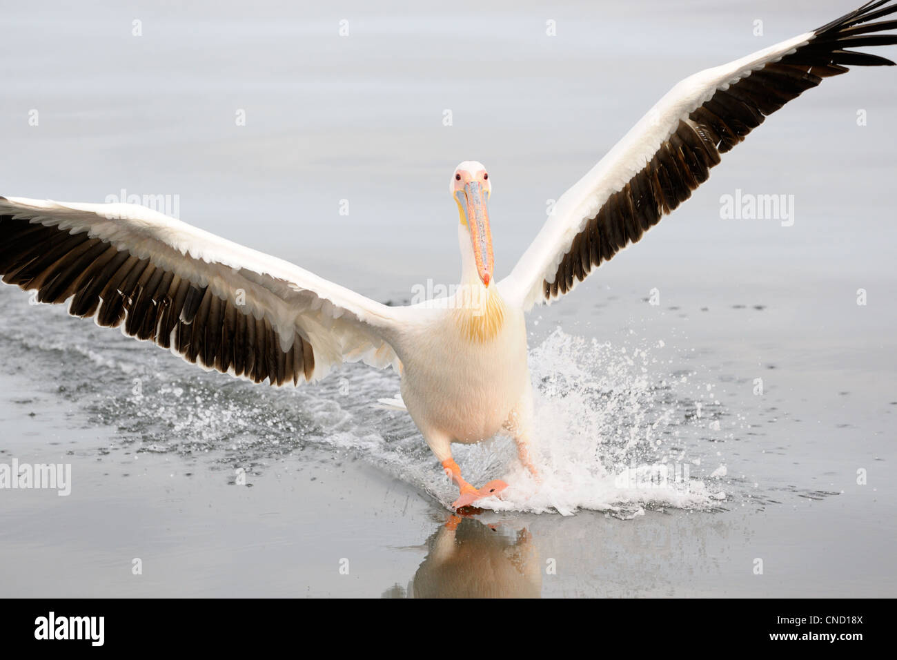 Great White Pelican sbarco sull'acqua. Foto Stock