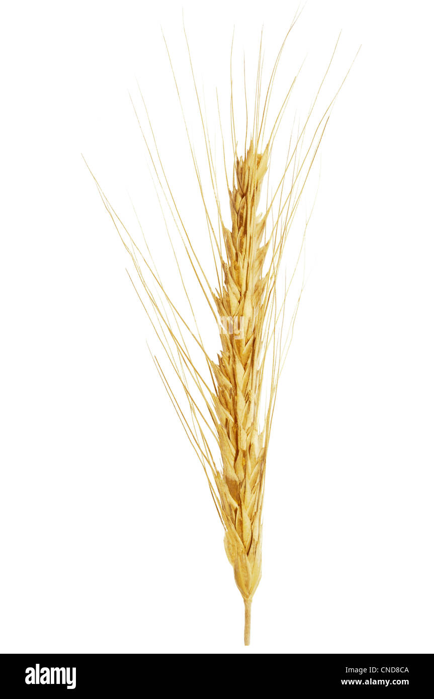 Orecchio di farro, farro, einkorn (Triticum Dicoccum) Foto Stock