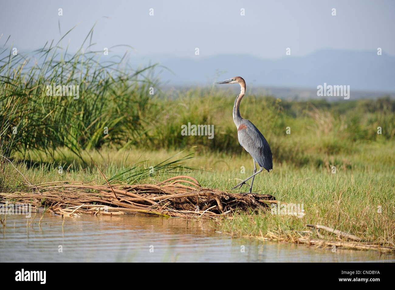 Golia airone rosso (Ardea goliath) in piedi vicino all'acqua Lake Baringo - Kenya - Africa orientale Foto Stock