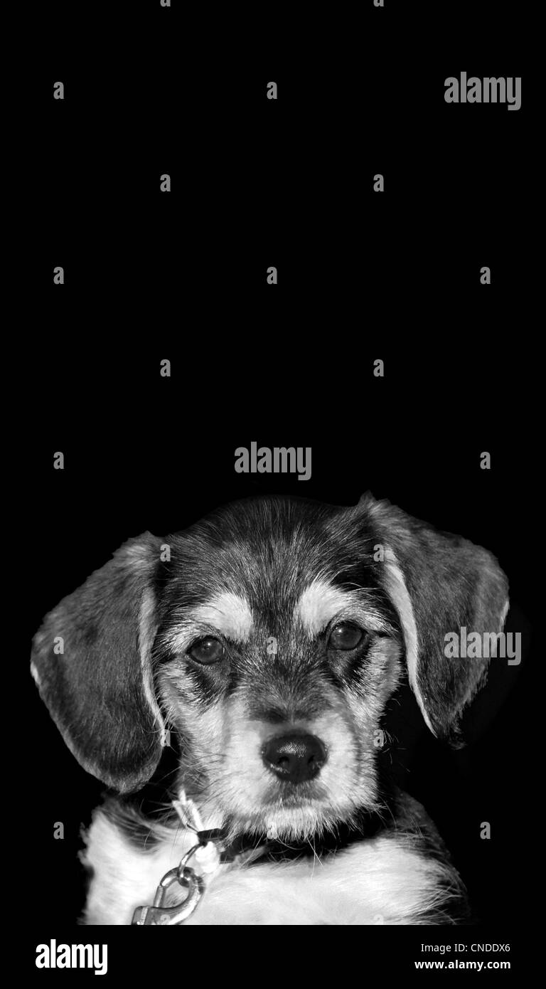 A un adorabile cucciolo isolate su uno sfondo nero con copyspace. Foto Stock