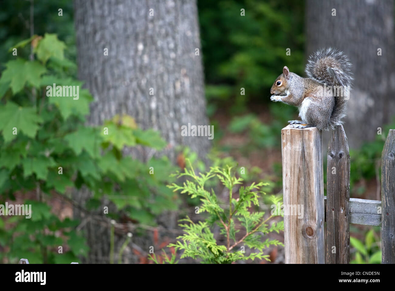 Un simpatico new England scoiattolo grigio mangiare seduti sulla parte superiore del palo da recinzione. Foto Stock