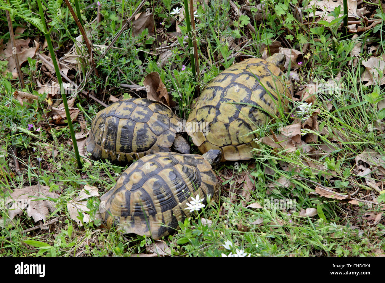 Hermans tartaruga maschi ardente perseguendo femminile più grandi nella radura boschiva in Grecia settentrionale Foto Stock