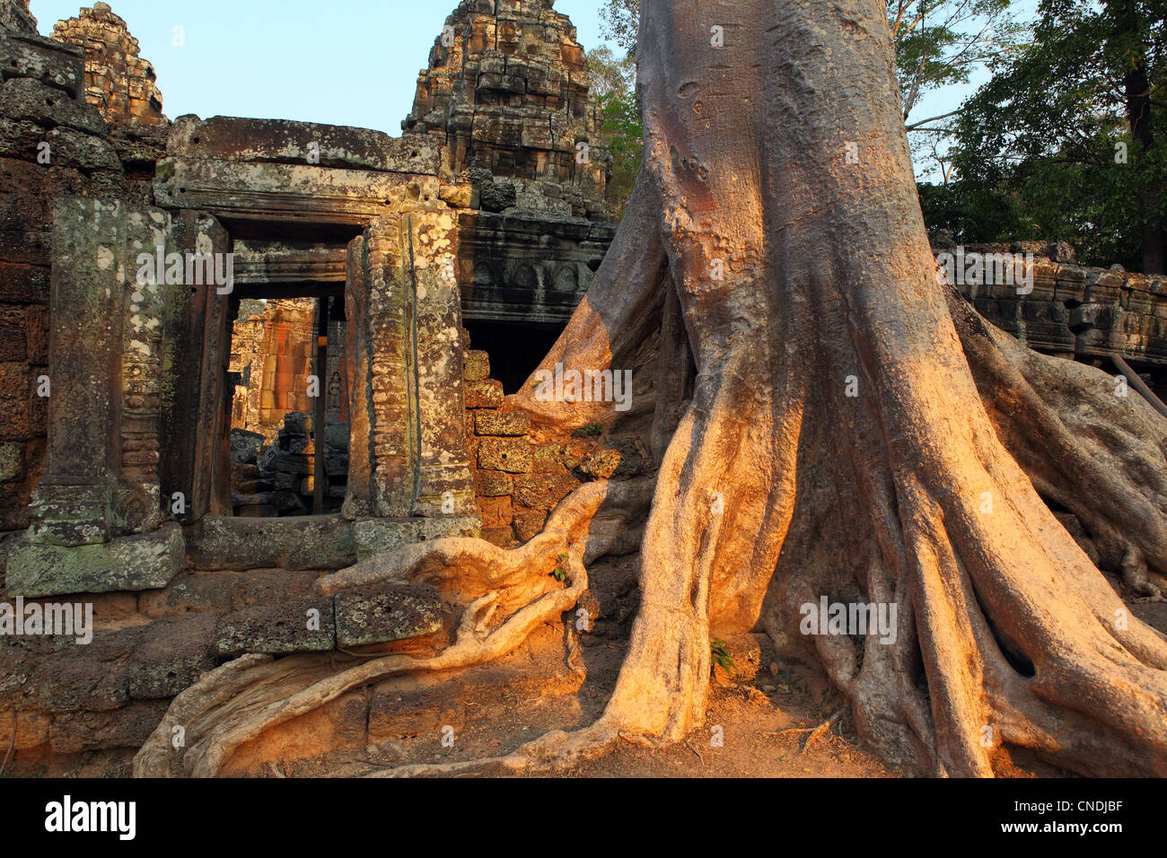 Albero che cresce tra le rovine di Angkor. Angkor, Siem Reap, Cambogia, Asia sud-orientale, Asia Foto Stock