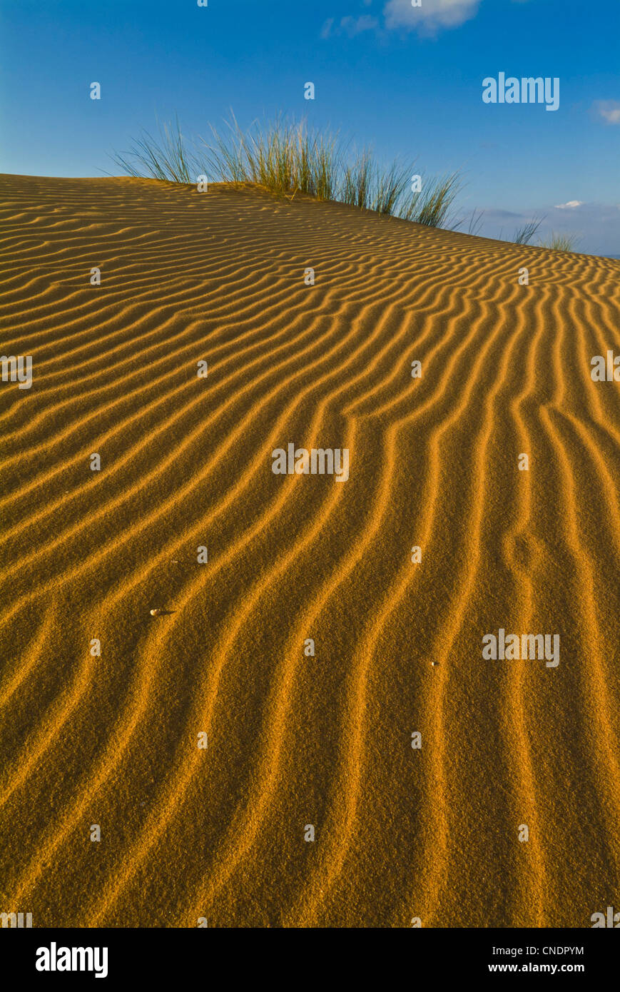Le increspature di sabbia nelle increspature delle dune di sabbia e l'erba di marram nelle dune a Carrapateira costa occidentale Algarve Portogallo Europa dell'UE Foto Stock
