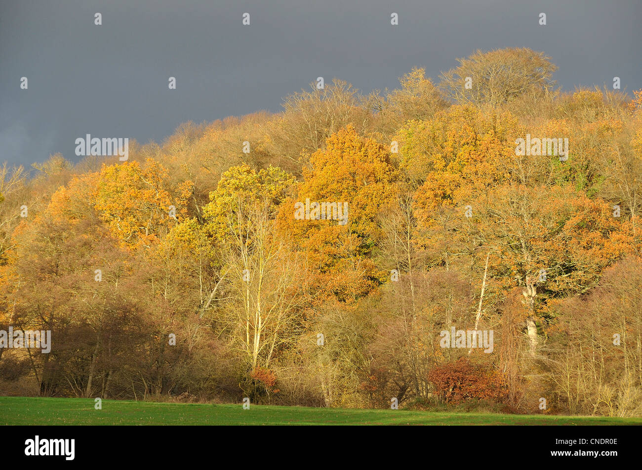 Un bosco in autunno, valle boscosa, fiume : La Varenne (Nord Mayenne, Pays de la Loire, in Francia, in Europa). Foto Stock