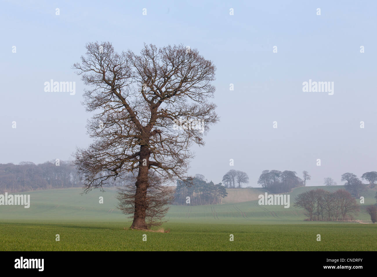 Nottinghamshire, campi e alberi di quercia vicino a Southwell Foto Stock