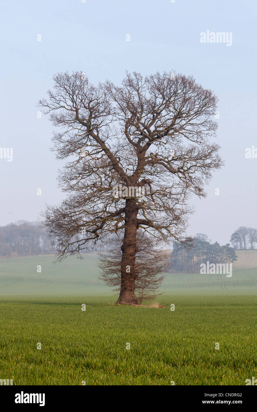 Nottinghamshire, campi e alberi di quercia vicino a Southwell Foto Stock