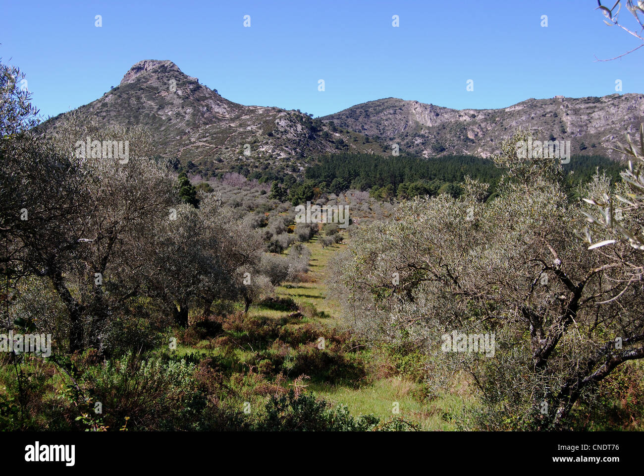 Vista attraverso gli uliveti verso le montagne, Refugio de Juanar, vicino a Marbella, Andalusia, Spagna, Europa occidentale. Foto Stock