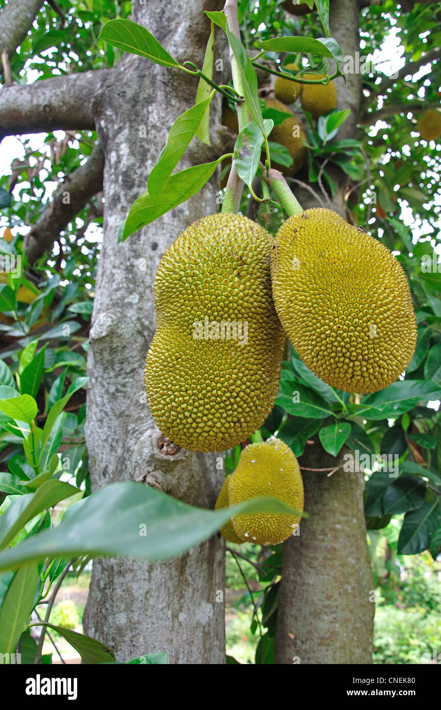 Durian fuit in crescita in campo nella provincia di Ratchaburi, Thailandia Foto Stock