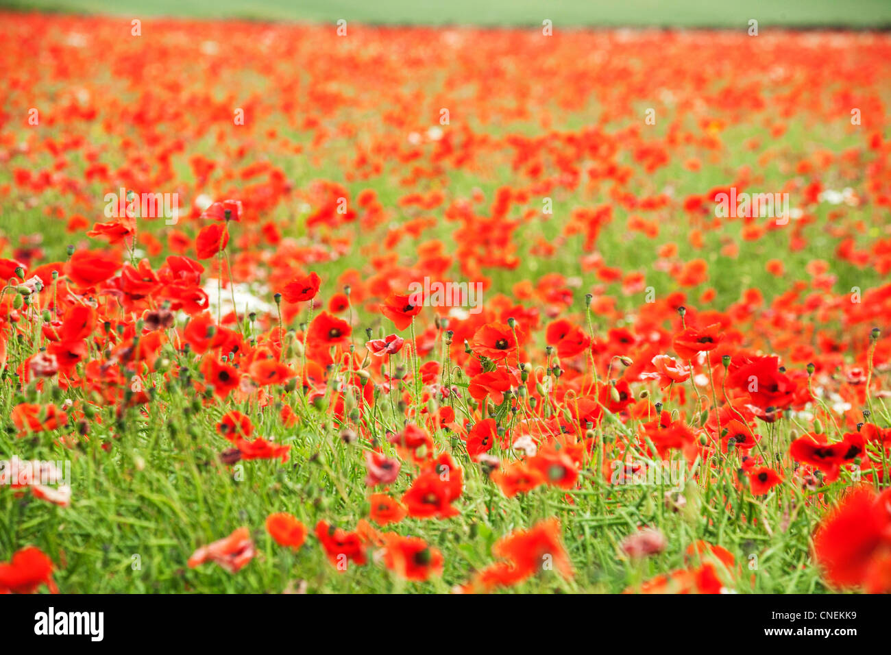 Campo di papaveri REGNO UNITO Foto Stock