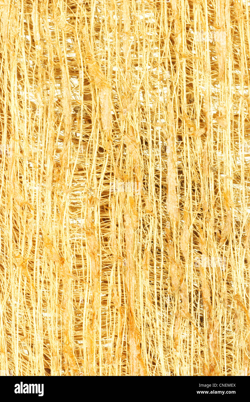 Close Up di corteccia di albero di fibre di legno sfondo Foto Stock
