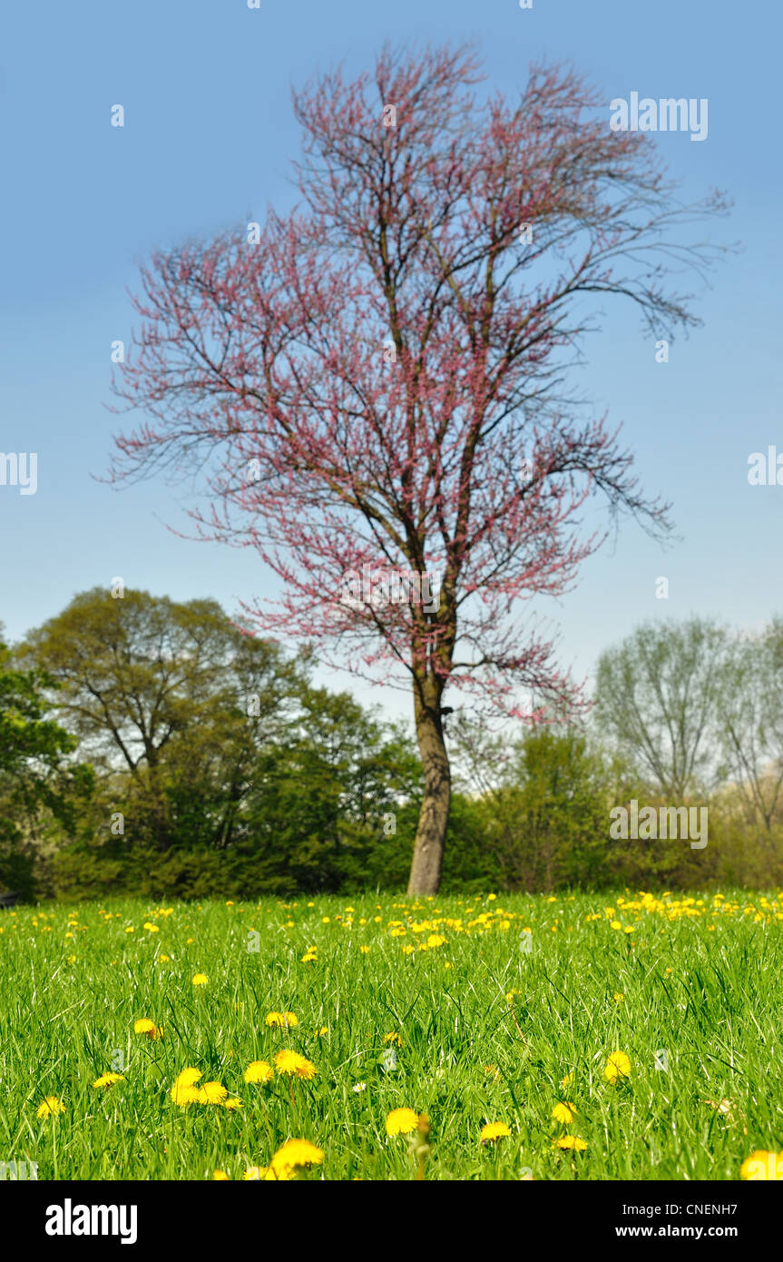 Blossom tarassaco su erba verde con sfocato albero dietro Foto Stock