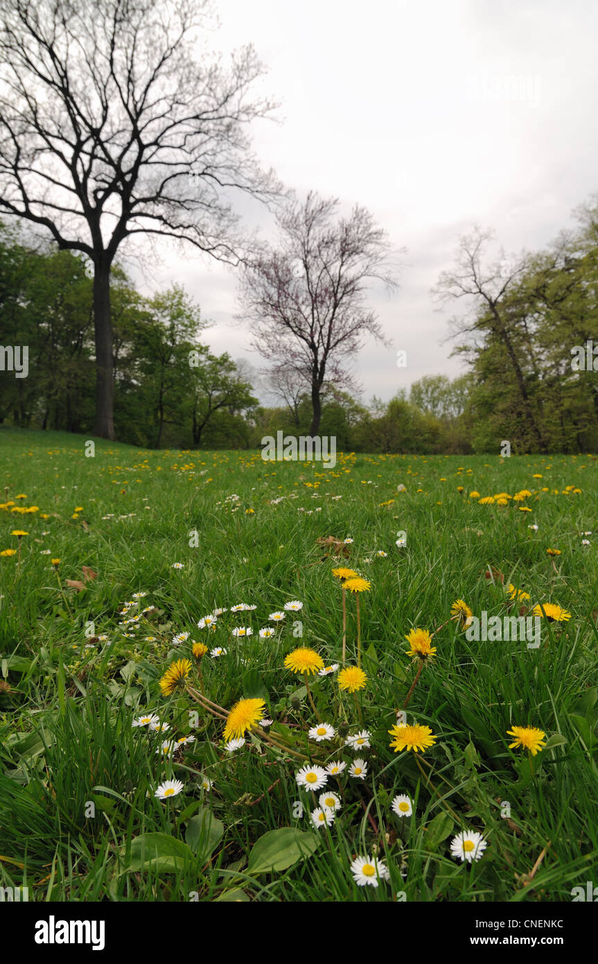 Primi fiori di primavera sul campo verde nel parco Foto Stock