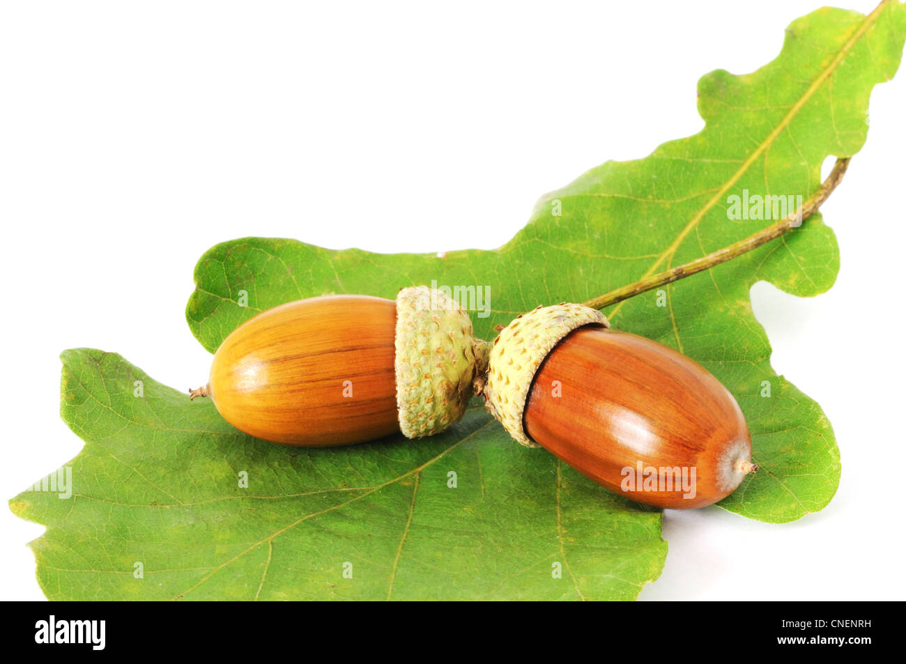 Due mature marrone su Ghiande di quercia verde-leaf Foto Stock