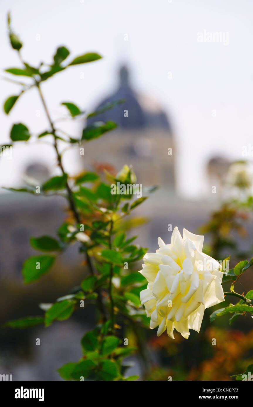 Rosa bianca con una cupola dell'edificio al di fuori della messa a fuoco sullo sfondo Foto Stock