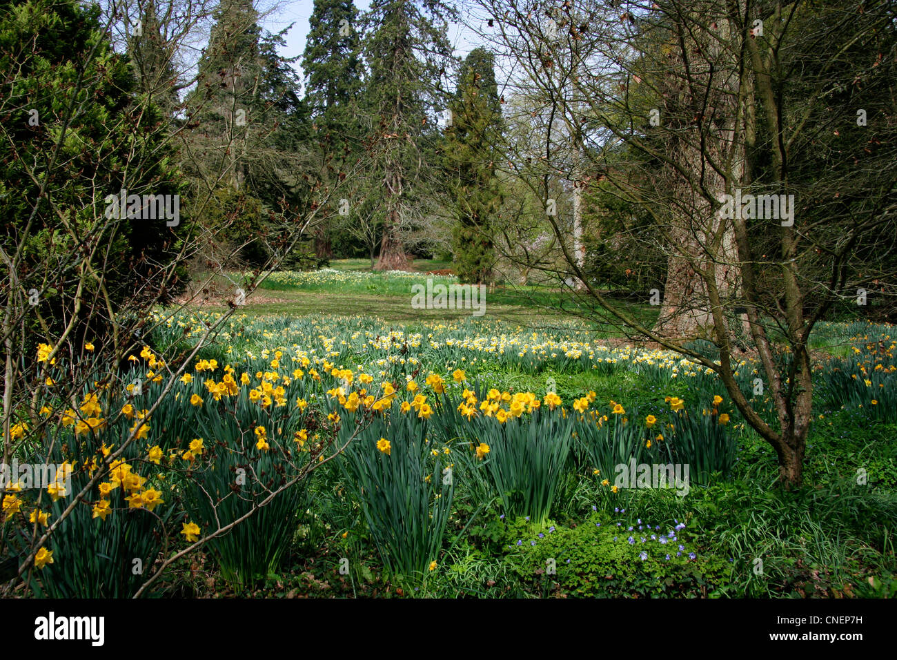 Primavera a Batsford Arboretum Gloucestershire Foto Stock