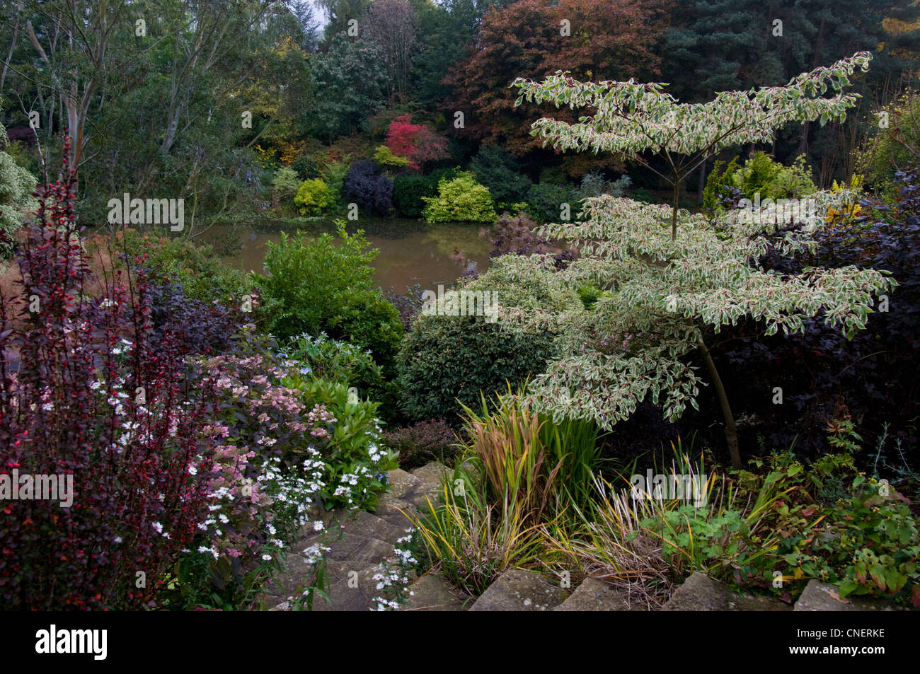 Le scale conducono passato fiori colorati in letti a lago a Dingle giardino con splendidi alberi sulla riva lontana Foto Stock