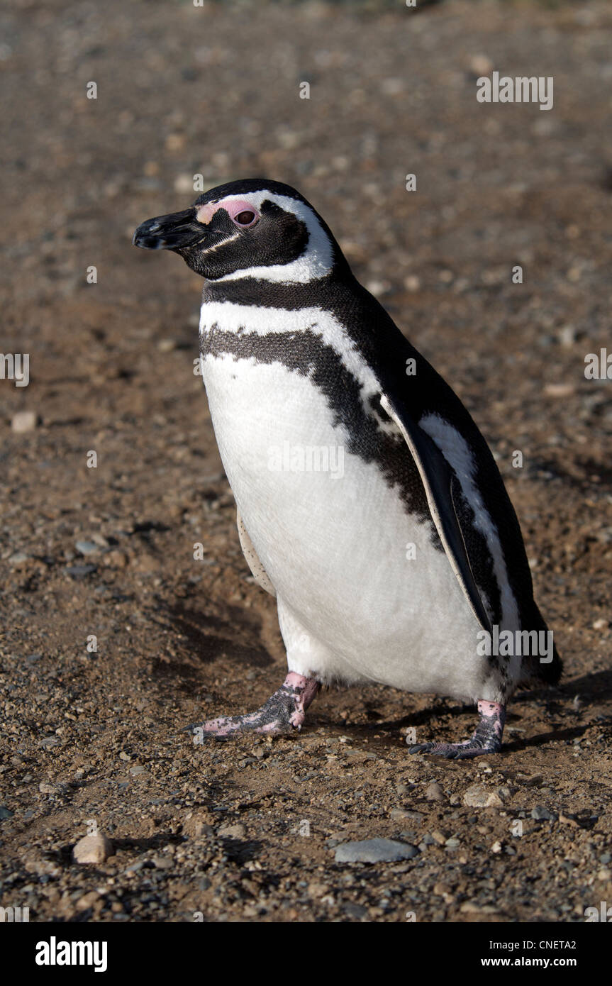 Pinguino Megellanic Isola Magdalena Patagonia meridionale del Cile Foto Stock