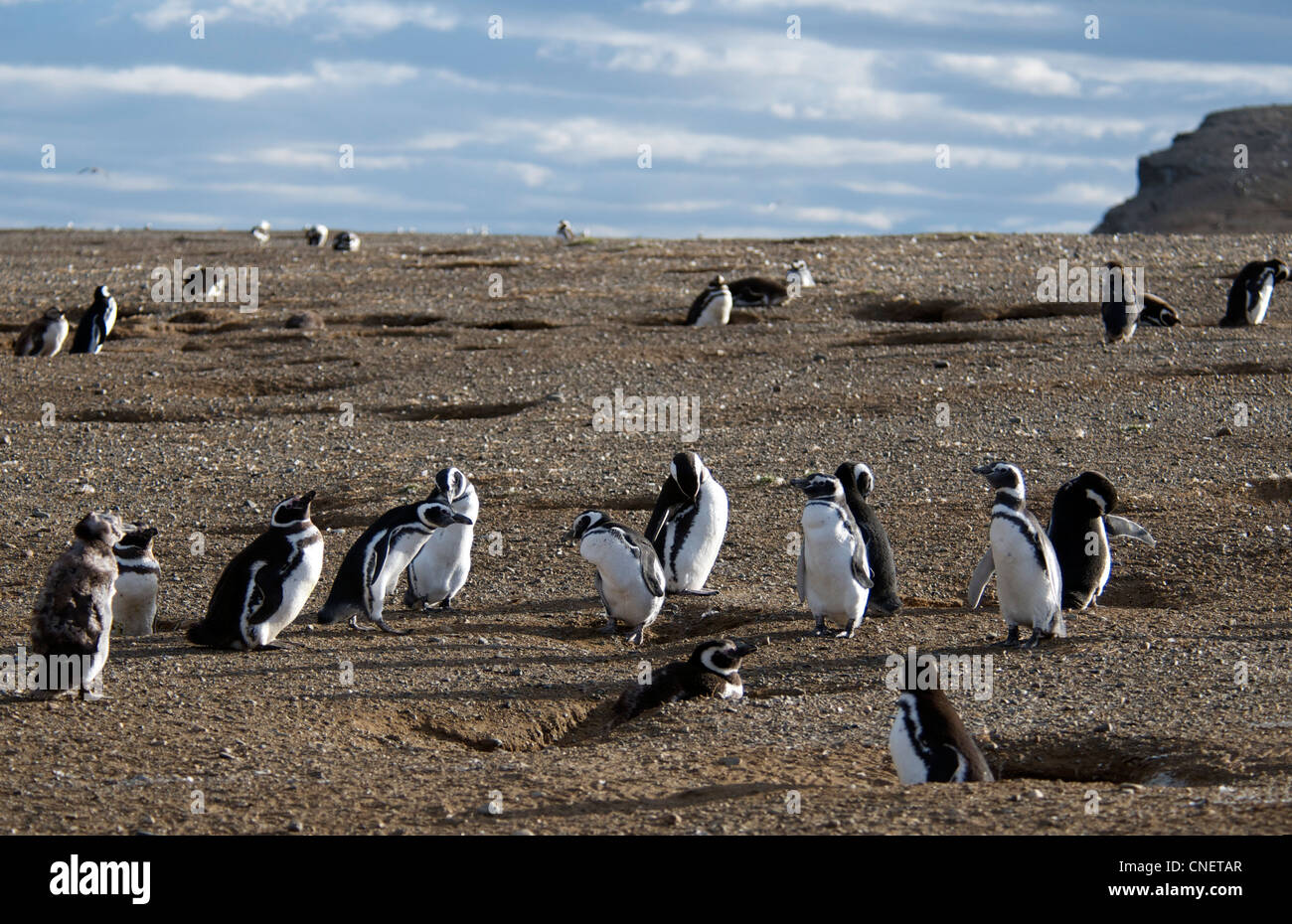 I pinguini Megellanic Isola Magdalena Patagonia meridionale del Cile Foto Stock