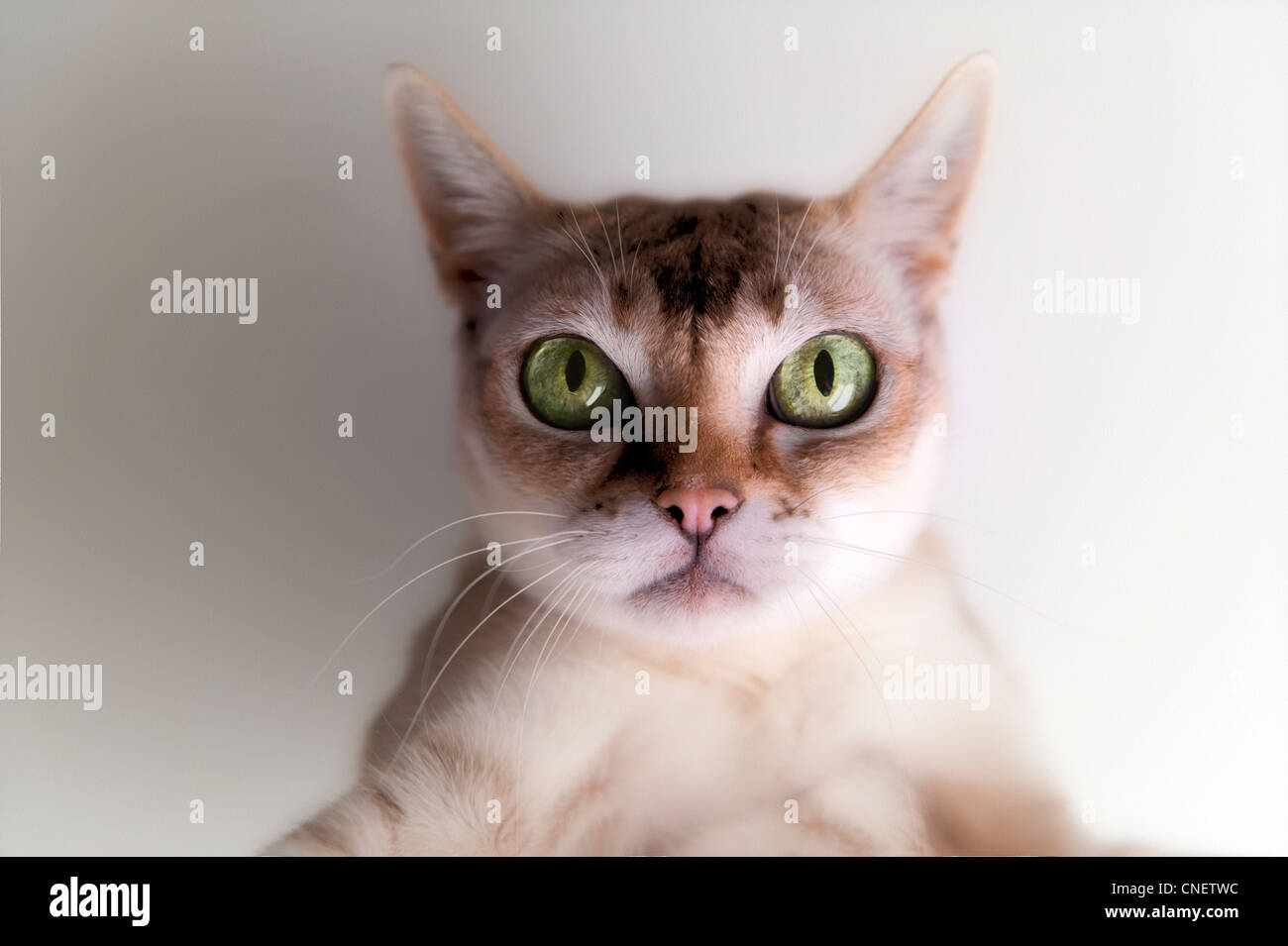 Carino piccolo Singapore Cat staring, con grandi occhi verdi, espressione enigmatica Foto Stock
