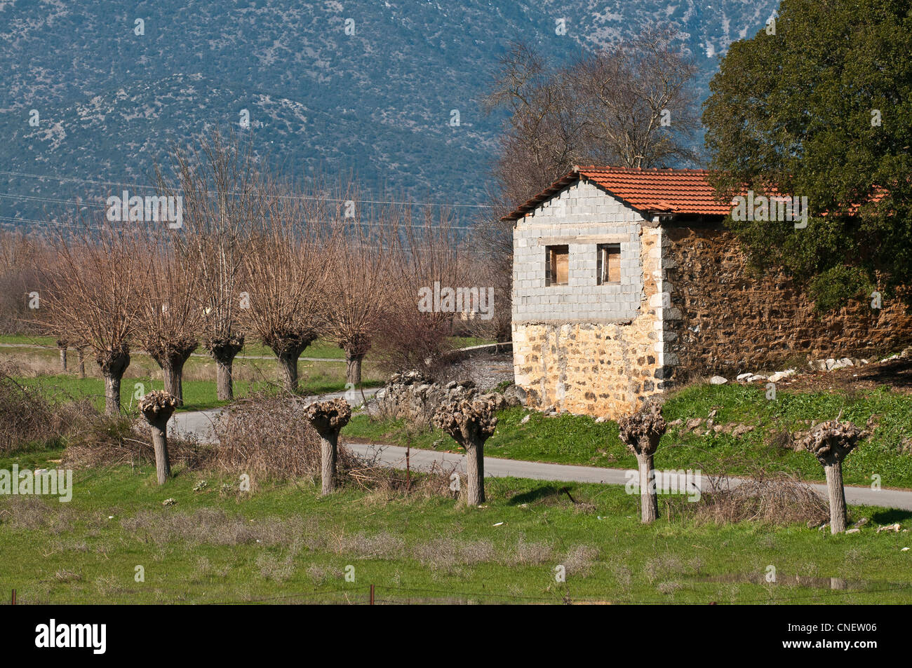 Country Road in Mantineia, vicino a Tripoli, Southern Arcadia, Peloponneso, Grecia Foto Stock