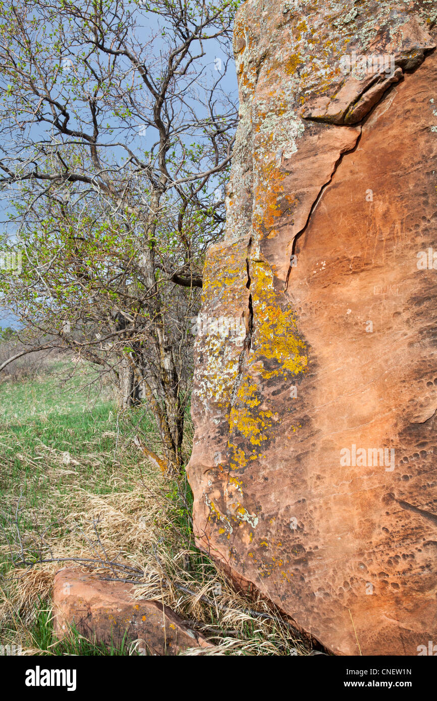 Pietra arenaria rossa boulder con un lichene e albero in primavera, Colorado colline vicino a Fort Collins Foto Stock