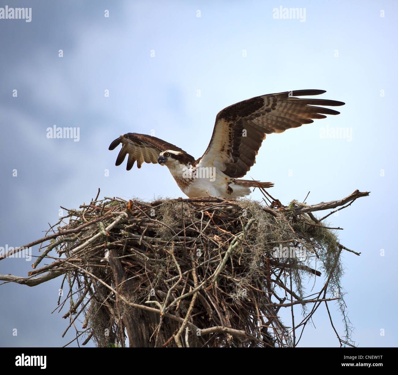 Osprey, Pandion haliaetus. Atterraggio femmina sul nido nel fiume Atchafalaya Basin, Louisiana Foto Stock