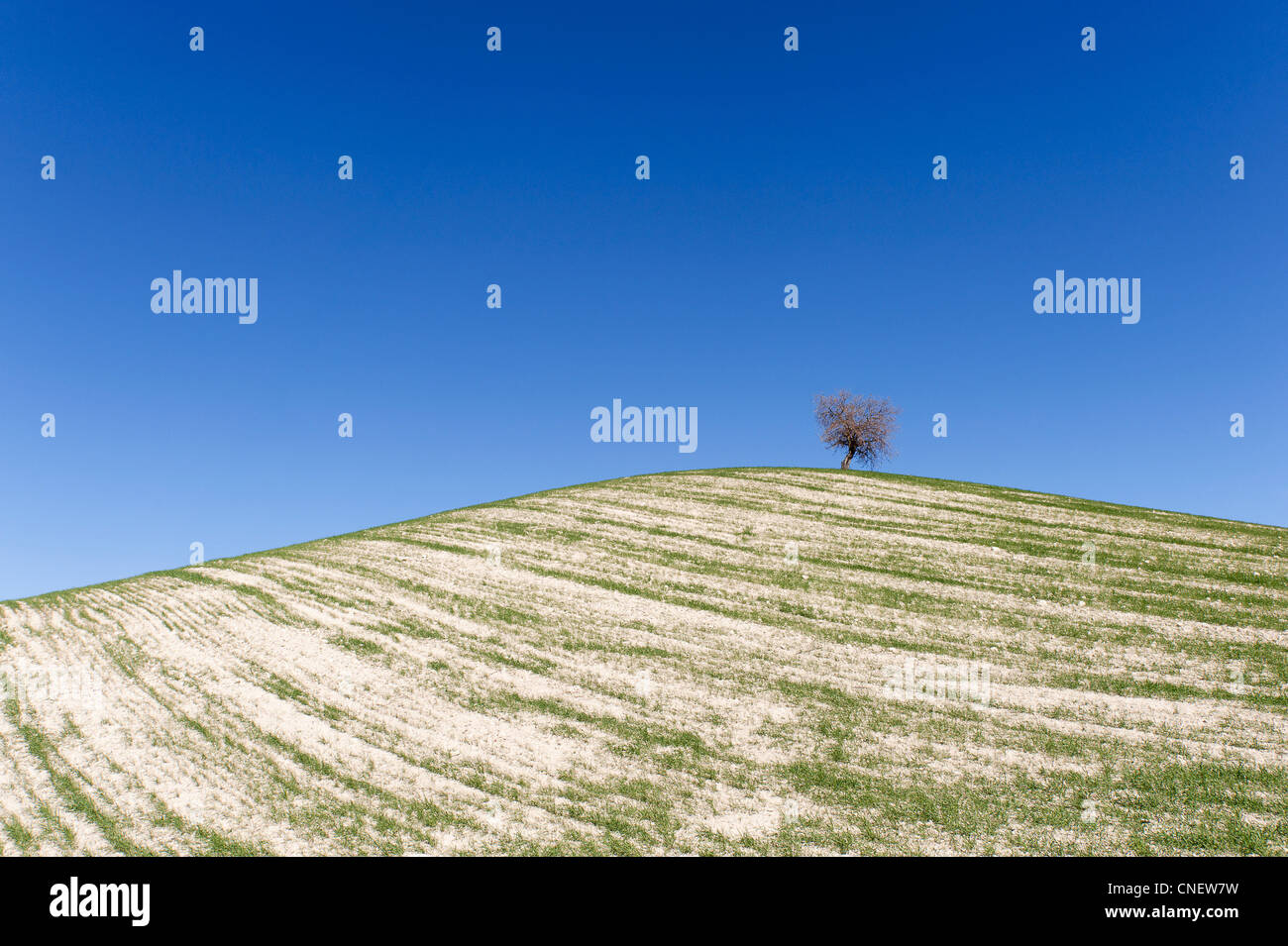 Sulle colline vicino a Prado del Rey, Andalusia, Spagna Foto Stock