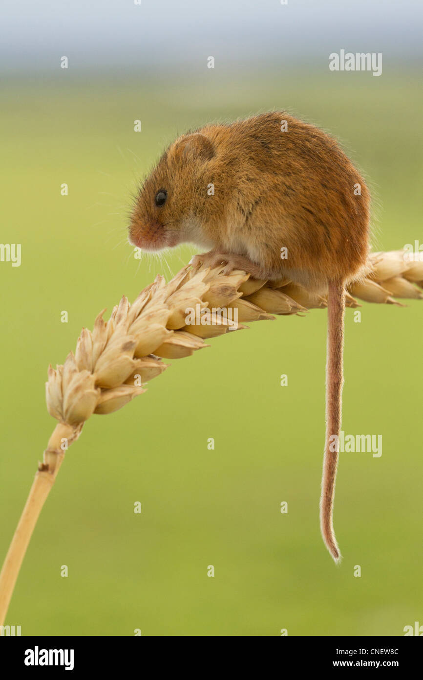 Harvest Mouse, Micromys minutus, sul mais (prigioniero) Foto Stock