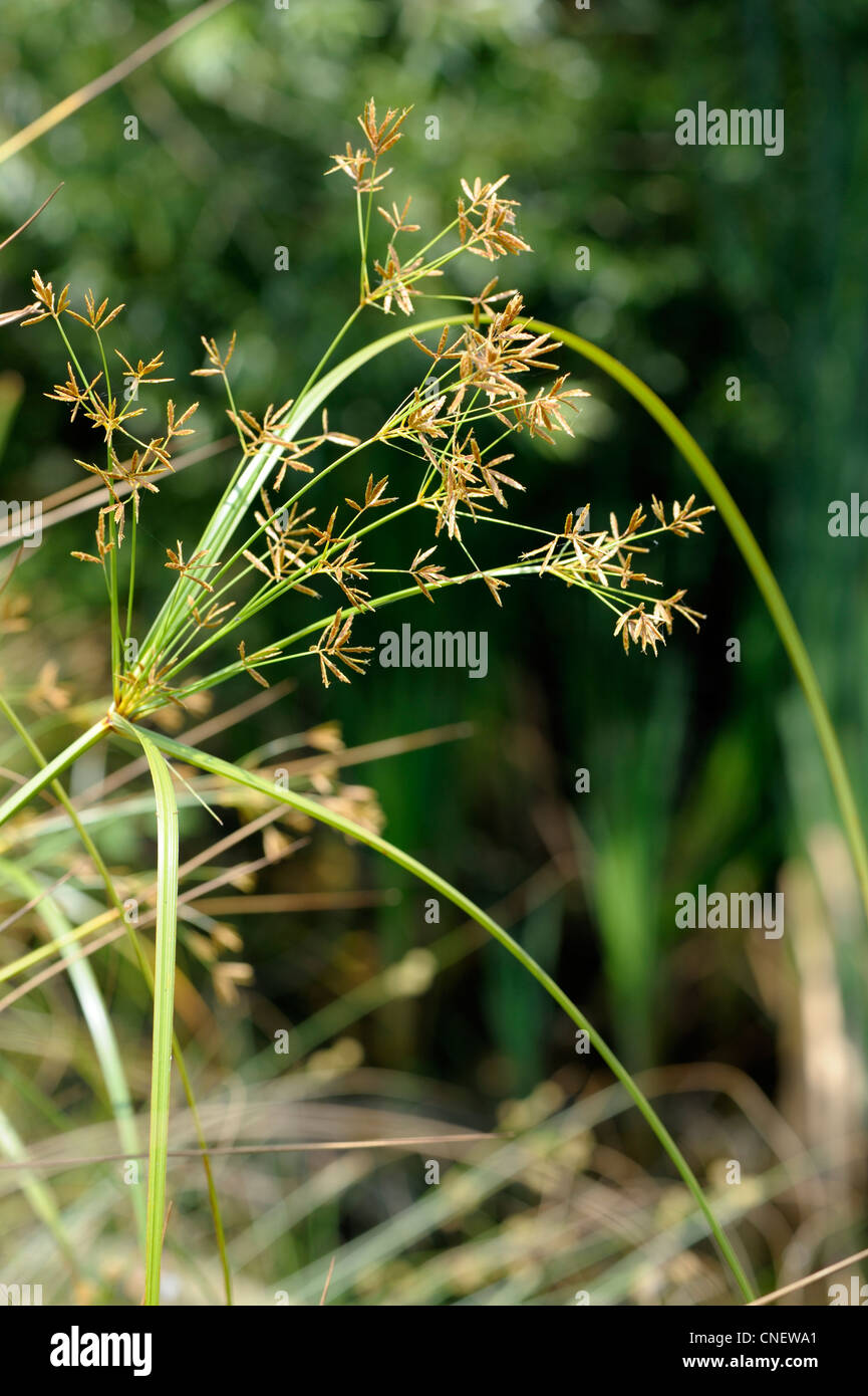 Cyperus esculentus infiorescenza Foto Stock