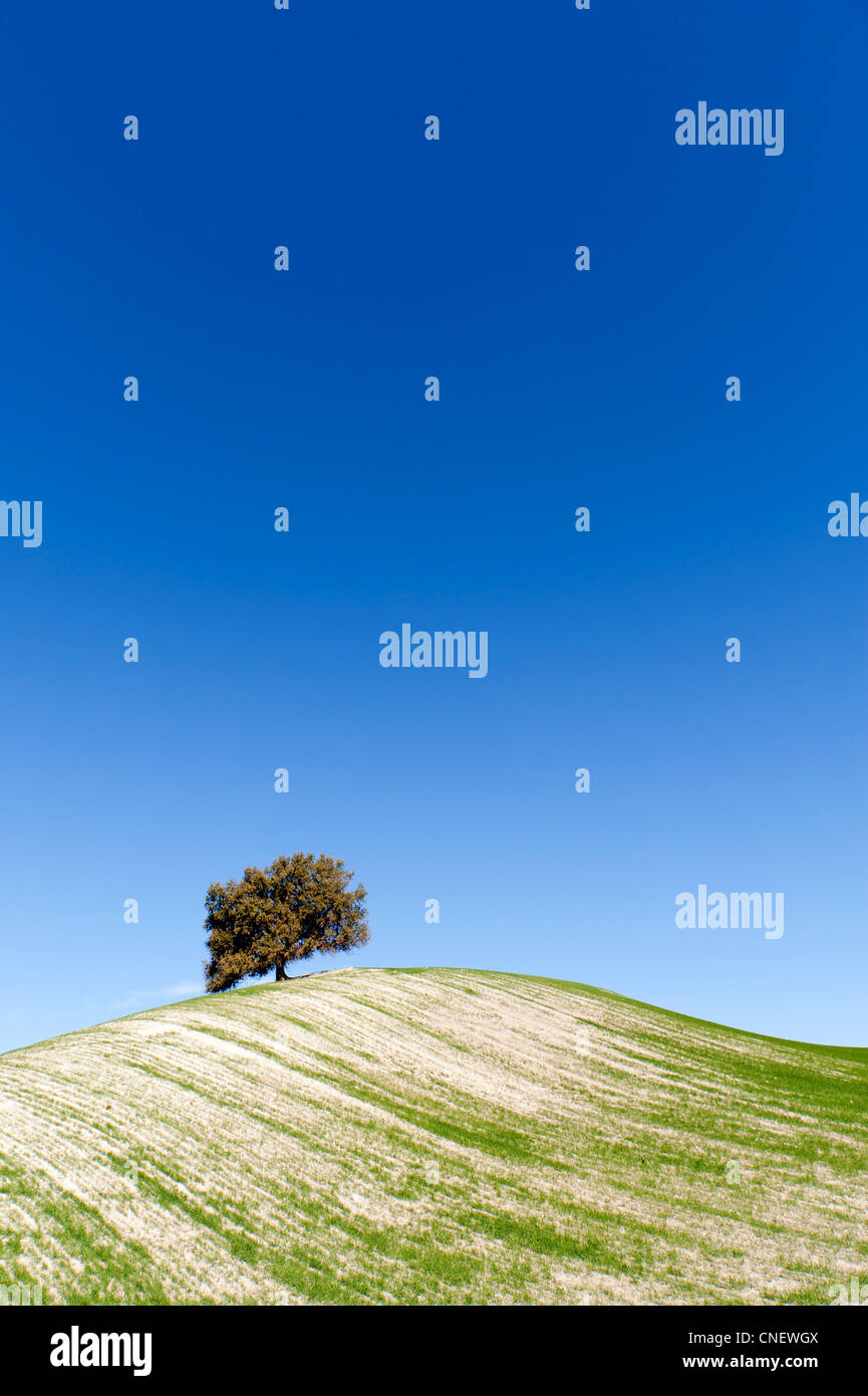 Sulle colline vicino a Prado del Rey, Andalusia, Spagna Foto Stock