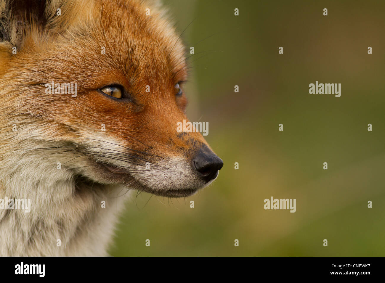 Red Fox, Vulpes vulpes, (prigioniero), Regno Unito Foto Stock