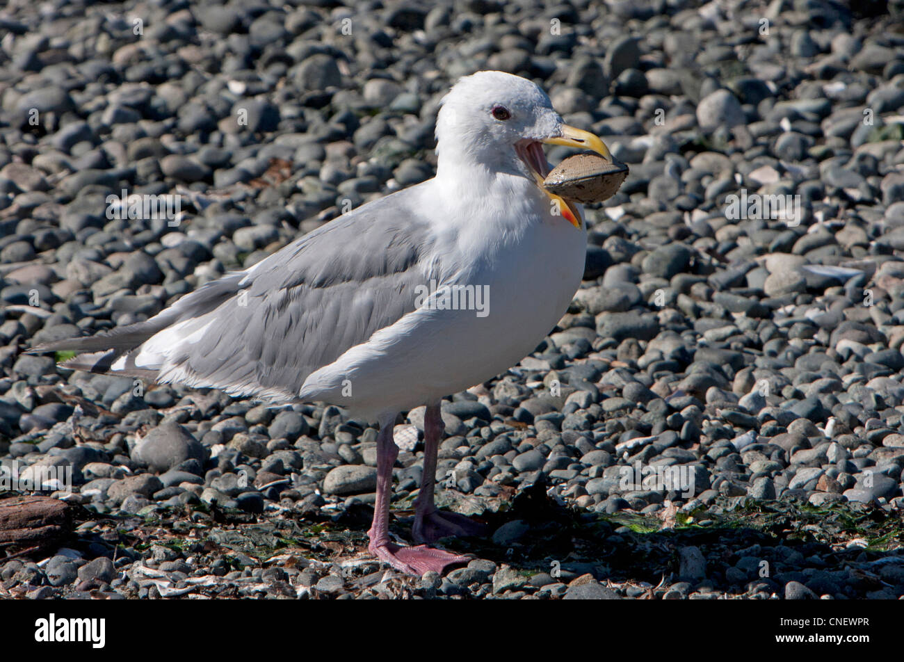 Glaucous-winged Gull (Larus glaucescens) con un live clam nel suo conto su una spiaggia a Esquimalt Laguna, Victoria, BC, Canada. Foto Stock
