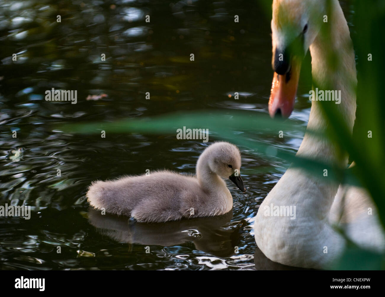 Femmina 'Penne' swan guardando su di lei un giorno il vecchio sigillo vulnerabili sul fiume Wey, SURREY REGNO UNITO Foto Stock