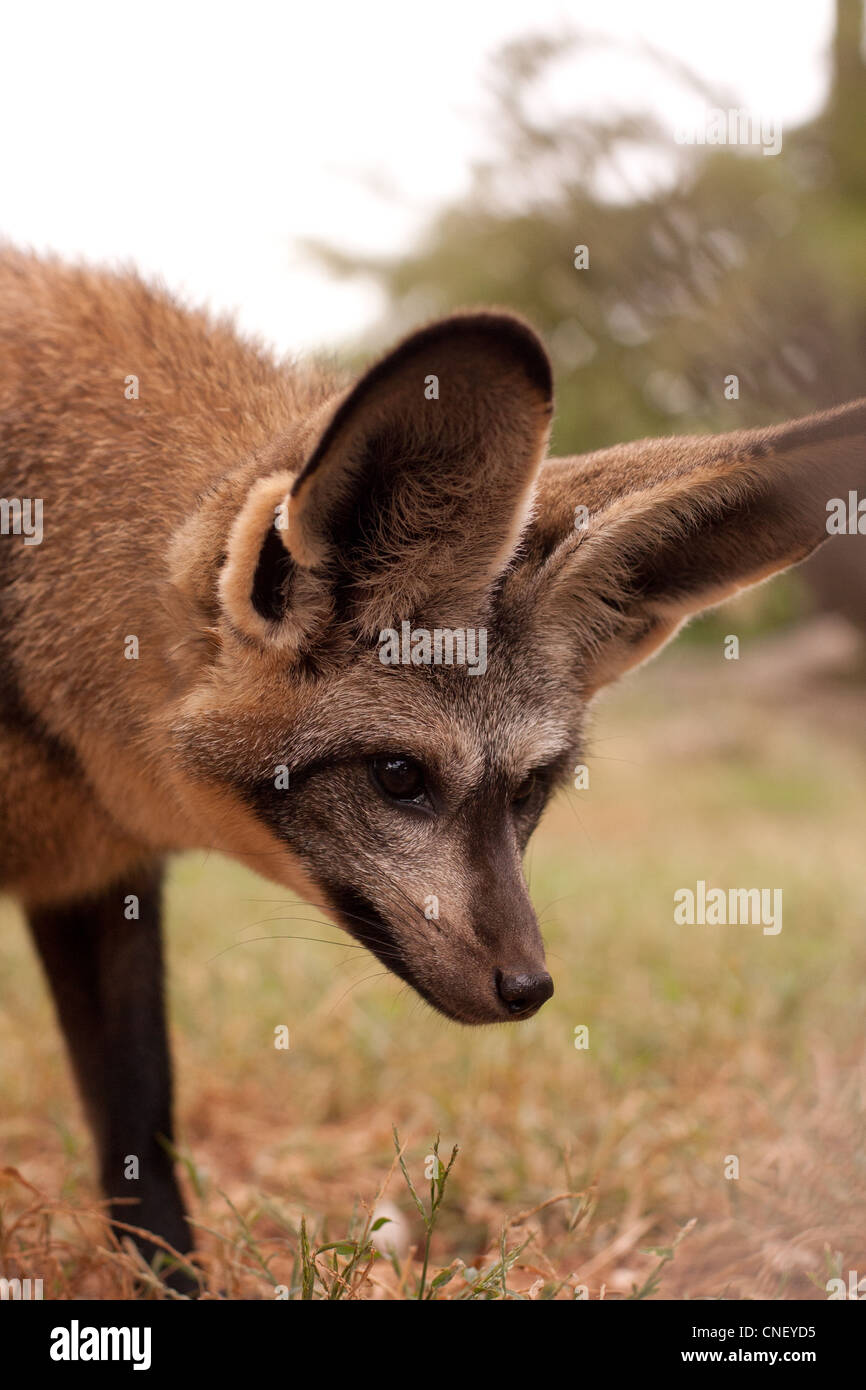 Africa animali Bat eared Fox le orecchie grandi orecchie volpe Foto Stock