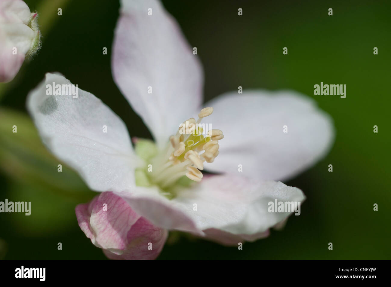 Fiori di melo Foto Stock