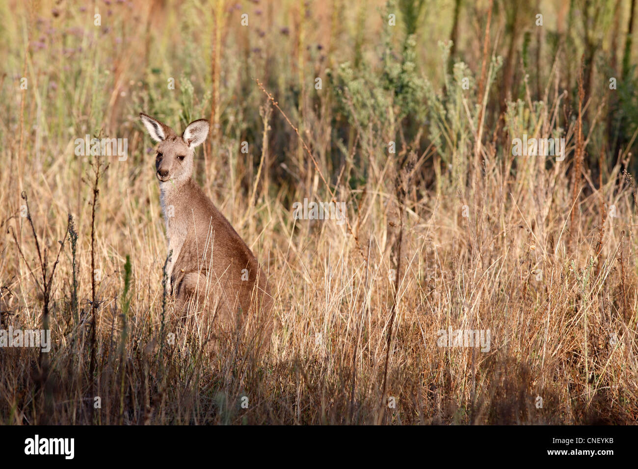 Grigio orientale canguro, Macropus giganteus, camuffati in erba lunga, la mattina presto. Animale selvatico, western NSW, Australia Foto Stock