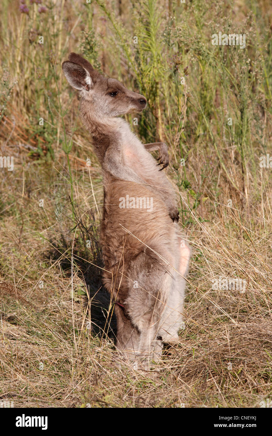 Grigio orientale canguro, Macropus giganteus. Si tratta di un giovane animale di sesso femminile e la massa rosa a metà strada verso il basso ventre è la sacca Foto Stock