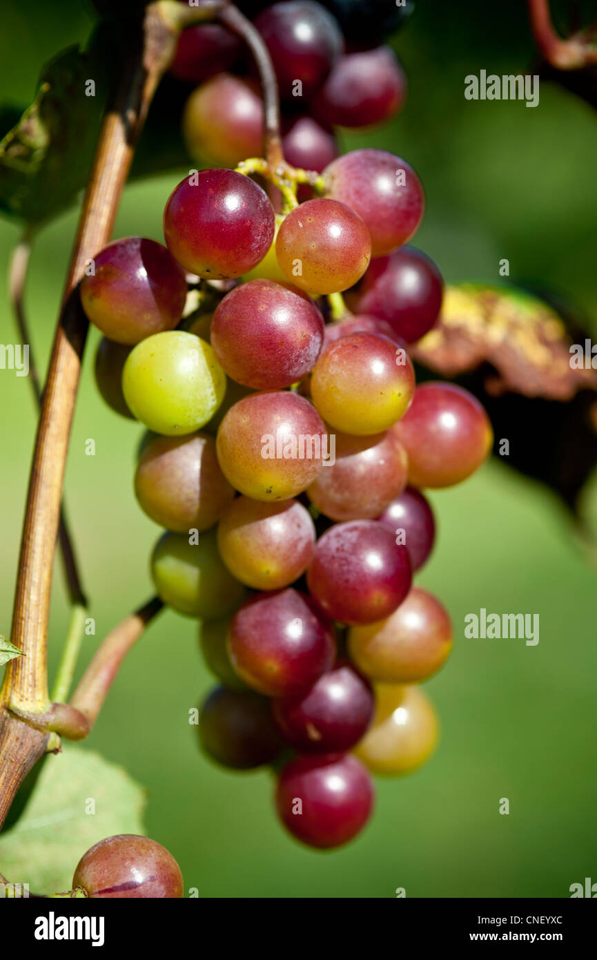 Grappolo di uva rossa appeso dal vitigno su una produzione di fattoria Foto Stock
