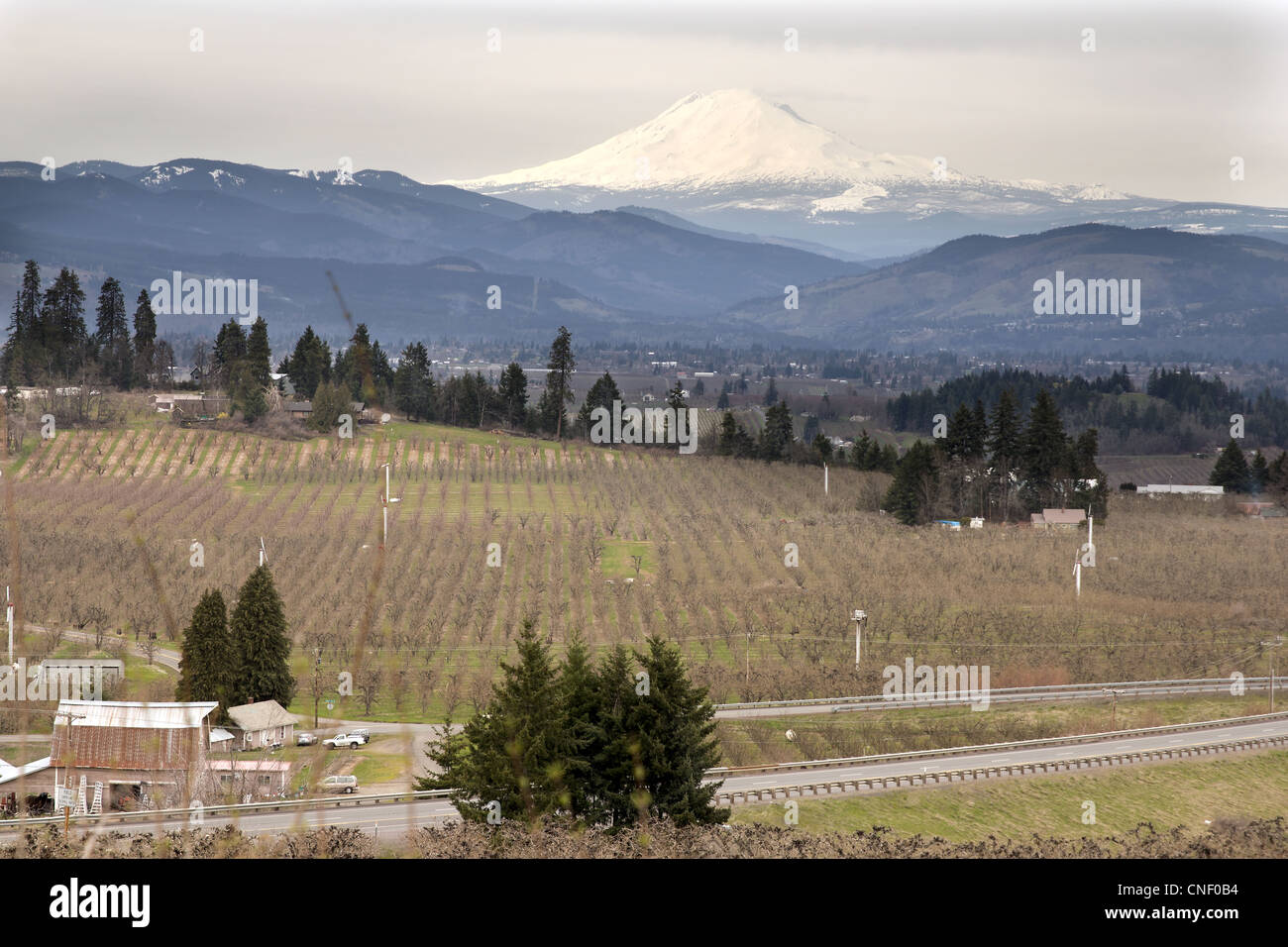 Pera frutteti in Hood River Oregon con il Monte Adams Foto Stock